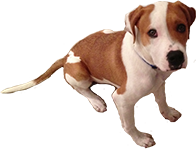 That Dog